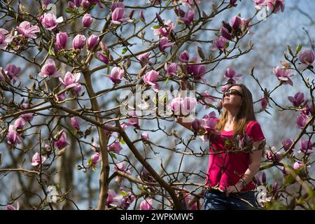 14/04/15  Ahead of the hottest day of the year, Lucie Bell marvels at the Magnolia Iolanthe tree at Lea Gardens near Matlock in the Derbyshire Peak Di Stock Photo