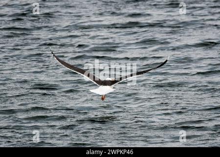 Great Black-Backed Gull, Larus marinus, flying low over the sea. Stock Photo