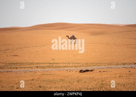 Camel in red send of Riyadh desert Saudi Arabia Stock Photo