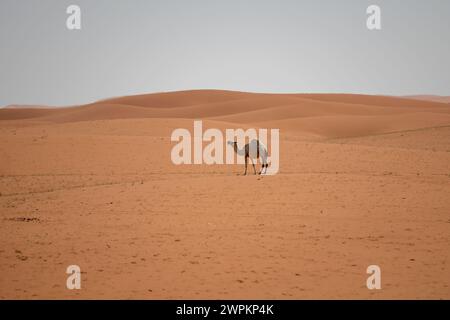 Camel in red send of Riyadh desert Saudi Arabia Stock Photo