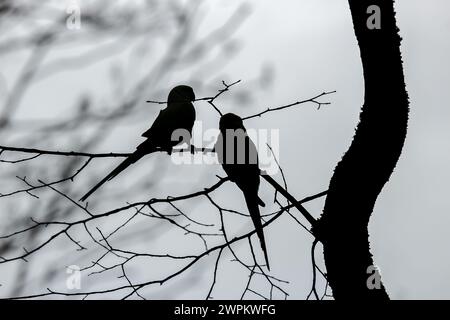 The two parrots on a tree branch silhouetted against the sky Stock Photo