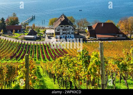 Winery Haltnau, with vineyards in autumn, Lake Constance, Meersburg, Upper Swabia, Baden-Wurttemberg, Germany, Europe Stock Photo