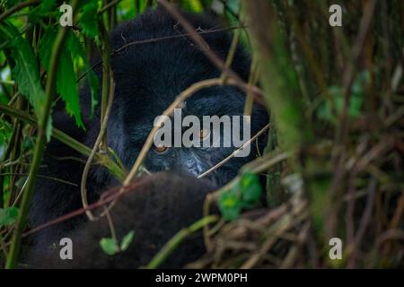 A mountain gorilla, a member of the Agasha family in the mountains of Volcanos National Park, Rwanda, Africa Stock Photo