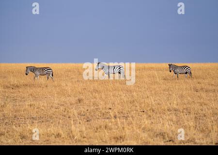 Zebras (Equus quagga) in the grasslands of the Maasai Mara, Kenya, East Africa, Africa Stock Photo