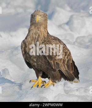 An adult White-tailed Eagle (Haliaeetus albicilla) standing on the sea ice off Rausu, Hokkaido, Japan Stock Photo