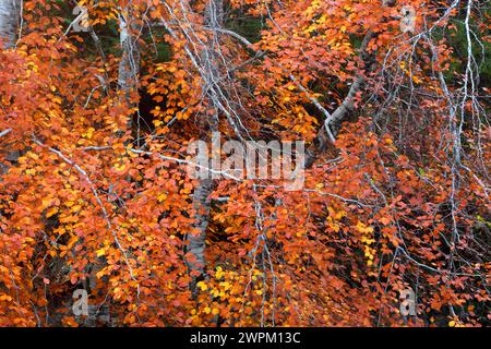 Woodland in autumn near Rogie Falls, Ross-shire, Highlands, Scotland, United Kingdom, Europe Stock Photo
