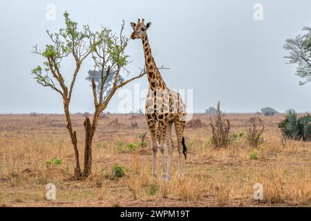 Rothschild giraffe in Murchison Falls National Park, Uganda, East Africa, Africa Stock Photo