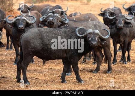 Buffalo lowing in Murchison Falls National Park, Uganda, East Africa, Africa Stock Photo