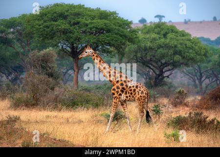 Rothschild giraffe in Murchison Falls National Park, Uganda, East Africa, Africa Stock Photo