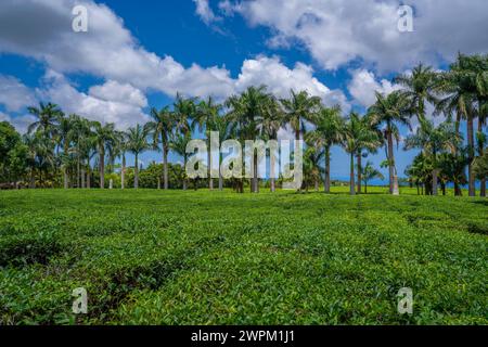 View of tea plants in field at Bois Cheri Tea Factory, Savanne District, Mauritius, Indian Ocean, Africa Stock Photo