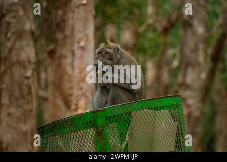 View of Mauritius Cynomolgus Monkey (Crab-eating Macaque), Savanne District, Mauritius, Indian Ocean, Africa Stock Photo