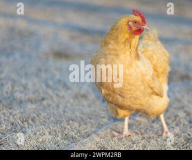 Gold buff color orpington chicken hen that is free randing walking lightly on grass that is covered in frost. Stock Photo