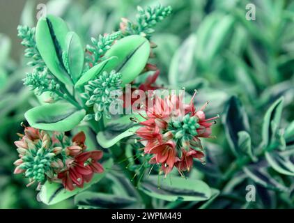 Vibrant flowers and assorted colors against brick wall background Stock Photo