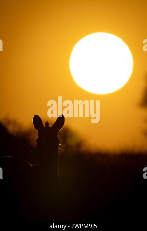 Plains zebra silhouetted against sky at sunrise Stock Photo