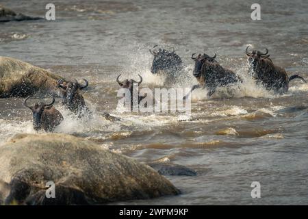 Six blue wildebeest splash through shallow river Stock Photo
