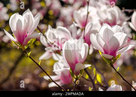 big pink flowers of magnolia soulangeana tree in full bloom. beautiful ...