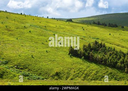 forests on the hills of ukrainian highlands. wide grassy alpine meadows of carpathian mountains beneath a sky with clouds. warm sunny day in summer Stock Photo