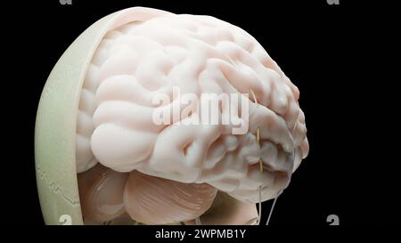 Human brain nervous system anatomy, medical diagram with parasympathetic and sympathetic nerves. medically accurate, skull cross section, Sebaceous bu Stock Photo
