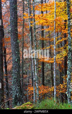 Woodland in autumn near Rogie Falls, Ross-shire, Highlands, Scotland, United Kingdom, Europe Copyright: GeraintxTellem 1365-330 Stock Photo