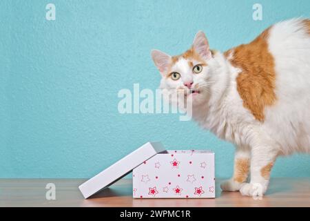 Cute tabby cat sitting next to a gift box on the table and looking funny at camera. Stock Photo