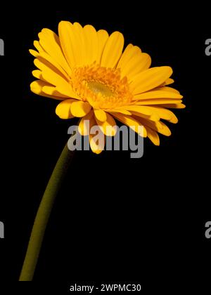 Single yellow gerbera flower on a black background. Stock Photo