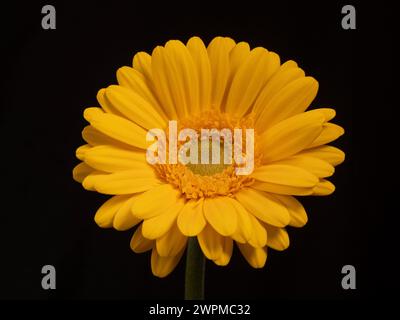 Single yellow gerbera flower on a black background. Stock Photo
