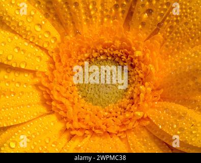 Close-up of a yellow gerbera flower with water droplets Stock Photo