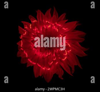 Studio shot of a dahlia flower lit with red light against a black background. Stock Photo