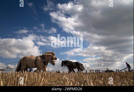 05/10/16   Heavy horses compete to plough the straightest furrows at the 111th Brailsford Ploughing Match, near Ashbourne in the Derbyshire Dales.  Al Stock Photo