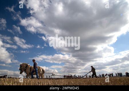 05/10/16   Heavy horses compete to plough the straightest furrows at the 111th Brailsford Ploughing Match, near Ashbourne in the Derbyshire Dales.  Al Stock Photo