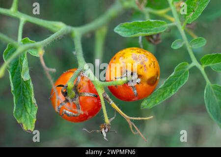 Sick, spoiled tomatoes with spots grow on the bush. Vegetables affected by late blight. Stock Photo