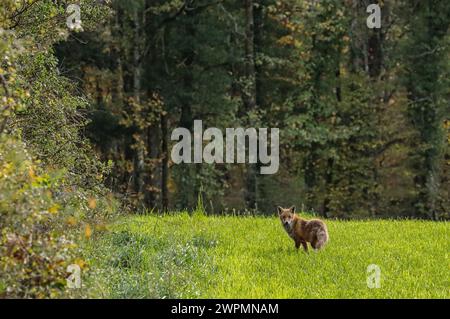 Red fox in the meadow, at the edge of the forest Stock Photo