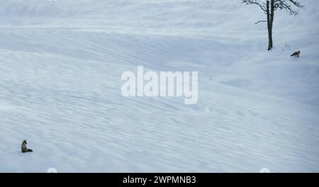 Two red foxes in the snow during the mating season Stock Photo