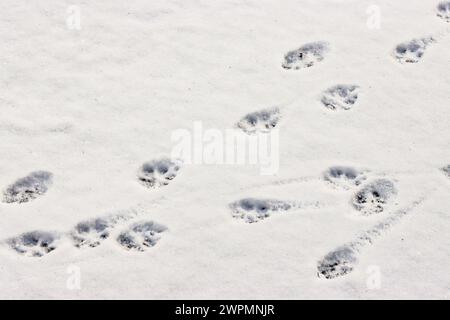 Red fox footprints in the snow, Switzerland Stock Photo