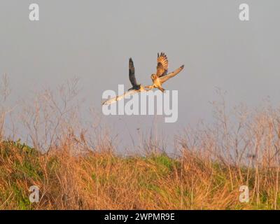 Short Eared Owl two birds fighting Asio flammeus Wallasea Island, Essex,UK BI039268 Stock Photo