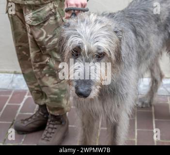 The Irish Guards' Mascot dog Turlough Mor, awaits the visit of Britain ...