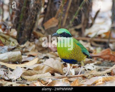 Bar Bellied Pitta Hydrornis elliotii Cat Tien National Park, Vietnam BI039864 Stock Photo