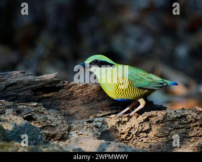 Bar Bellied Pitta Hydrornis elliotii Cat Tien National Park, Vietnam BI039870 Stock Photo