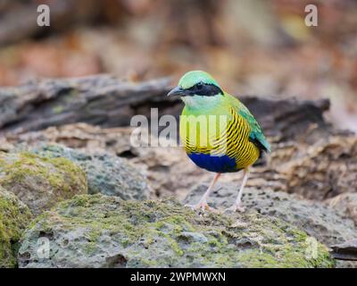 Bar Bellied Pitta Hydrornis elliotii Cat Tien National Park, Vietnam BI039888 Stock Photo