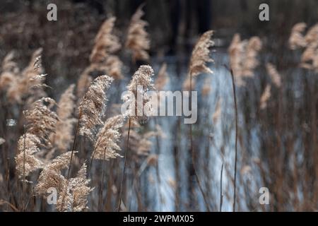 Yellow dry reeds by the river. Beach dry grass, reeds, stalks fluttering in the wind in gold. Horizontal. Stock Photo