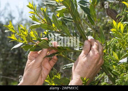 Lorbeerblätter-Ernte, Lorbeerbaum, Lorbeer-Baum, Echter Lorbeer, Edel-Lorbeer, Edler Lorbeer, Gewürzlorbeer, Lorbeerblatt, Lorbeerblätter, Lorbeer-Blä Stock Photo