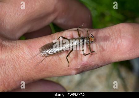 Große Steinfliege, Grosse Steinfliege, Steinfliege, Perla grandis, stonefly Stock Photo