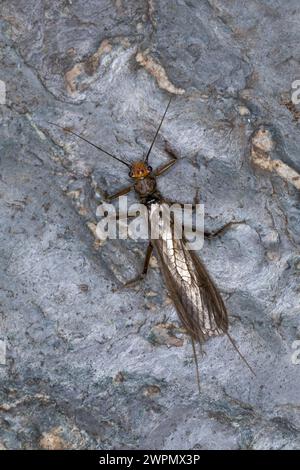 Große Steinfliege, Grosse Steinfliege, Steinfliege, Perla grandis, stonefly Stock Photo