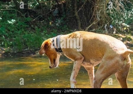 Happy playful dog shakes off water from himself Stock Photo