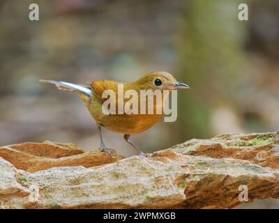 White Tailed Robin female Myiomela leucura Da Lat, Vietnam BI040040 Stock Photo