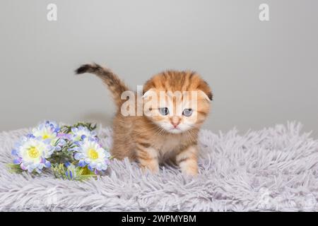 Scottish fold kitten, striped red color, age 1 month with a flowers. On a grey background. Stock Photo