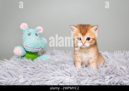 Scottish kitten with blue eyes, striped red color, age 1 month, stands on a grey rug. Photo on a gray background Stock Photo
