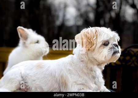 Shih Tzu puppy with Lionhead Rabbit Stock Photo