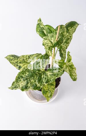 Syngonium Mottled Arrow flower. Green white leaves house plant. Stock Photo