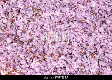 Full frame of background made of fallen pink cherry petals Stock Photo